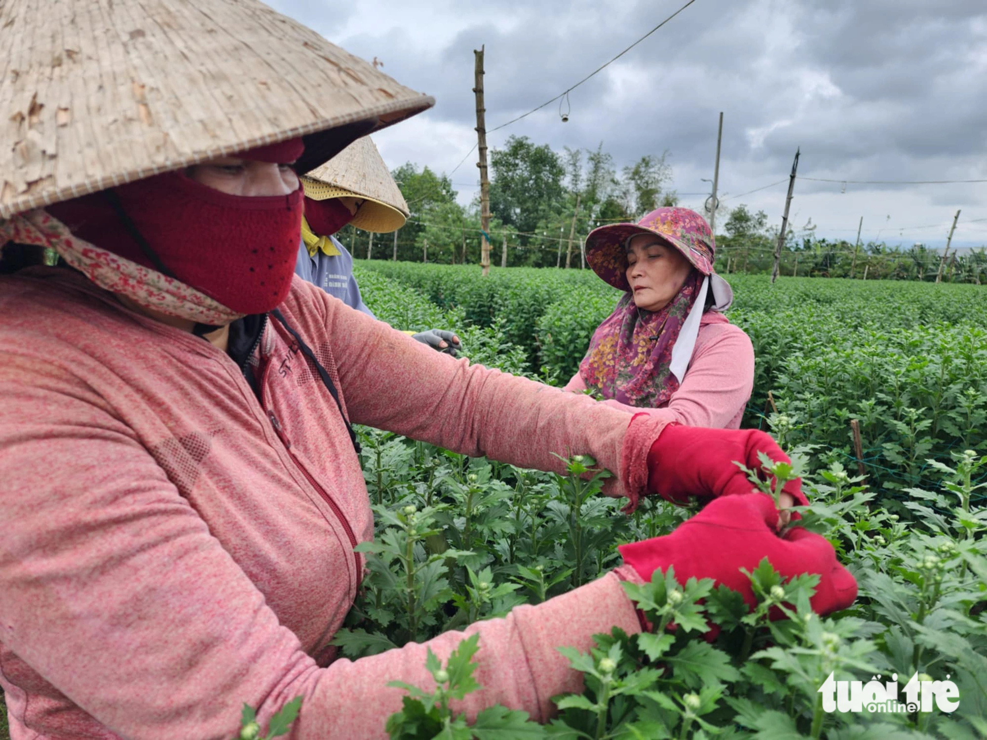 Tết đến gần nhưng vắng người mua, thủ phủ hoa cúc miền Trung lo lắng - Ảnh 6.