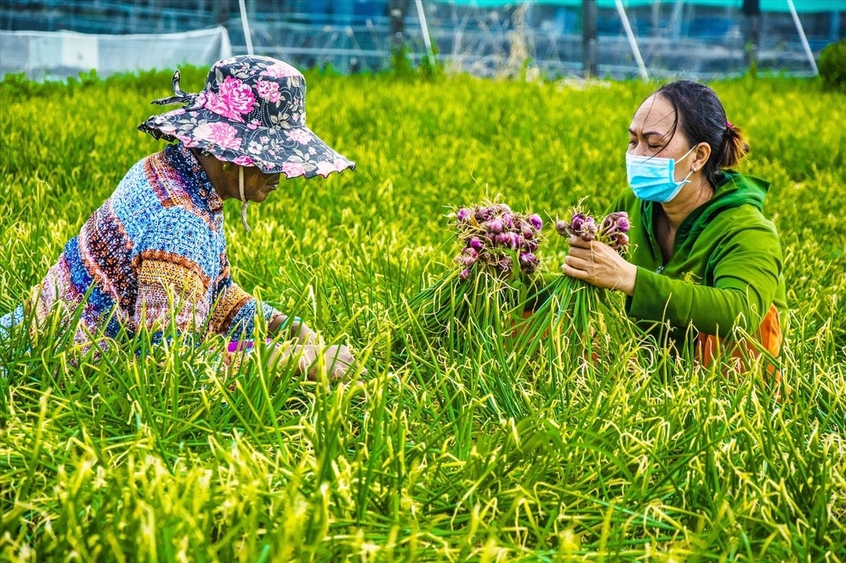 Ứng dụng mô hình sản xuất hành tím theo tiêu chuẩn VietGap ở Sóc Trăng góp phần nâng cao thu nhập cho người dân Ứng dụng mô hình sản xuất hành tím theo tiêu chuẩn VietGap ở Sóc Trăng góp phần nâng cao thu nhập cho người dân
