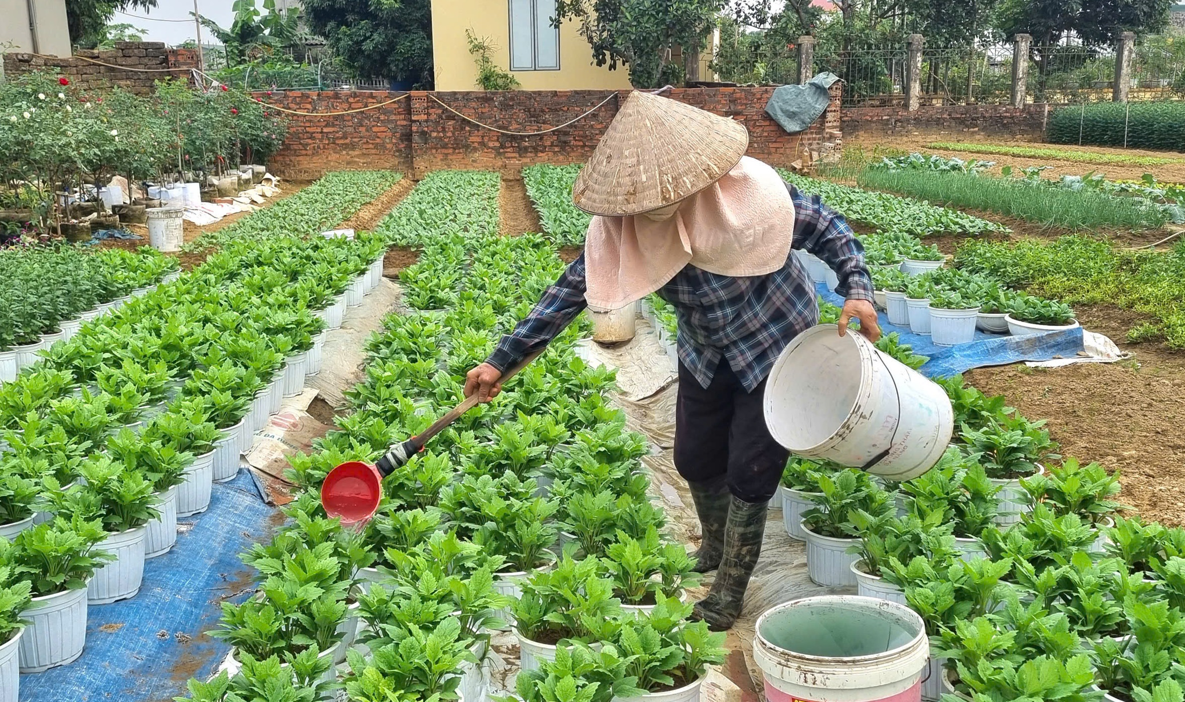 Làng hoa nổi tiếng Thanh Hóa, Ninh Bình tất bật vụ Tết- Ảnh 12. Làng hoa nổi tiếng Thanh Hóa, Ninh Bình tất bật vụ Tết- Ảnh 12.