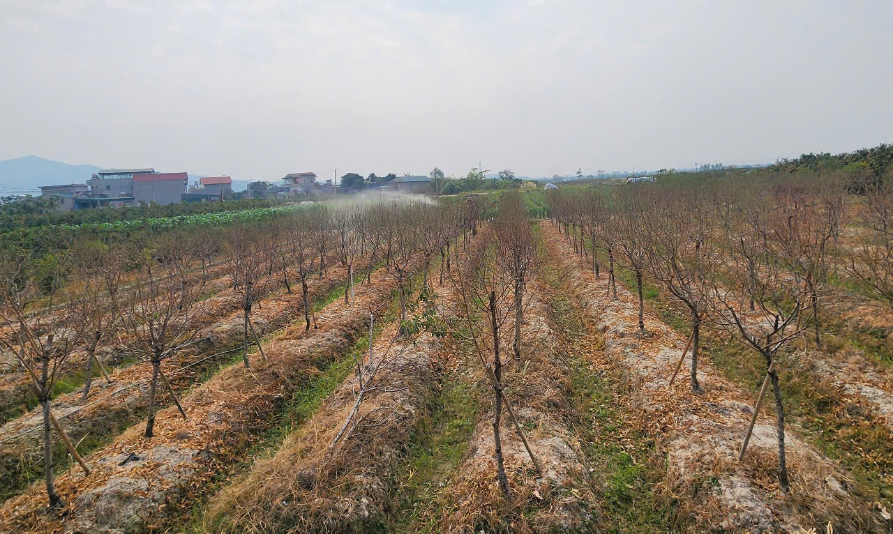 Những cây đào được chăm chút cẩn thận để nở hoa vào đúng dịp Tết Những cây đào được chăm chút cẩn thận để nở hoa vào đúng dịp Tết