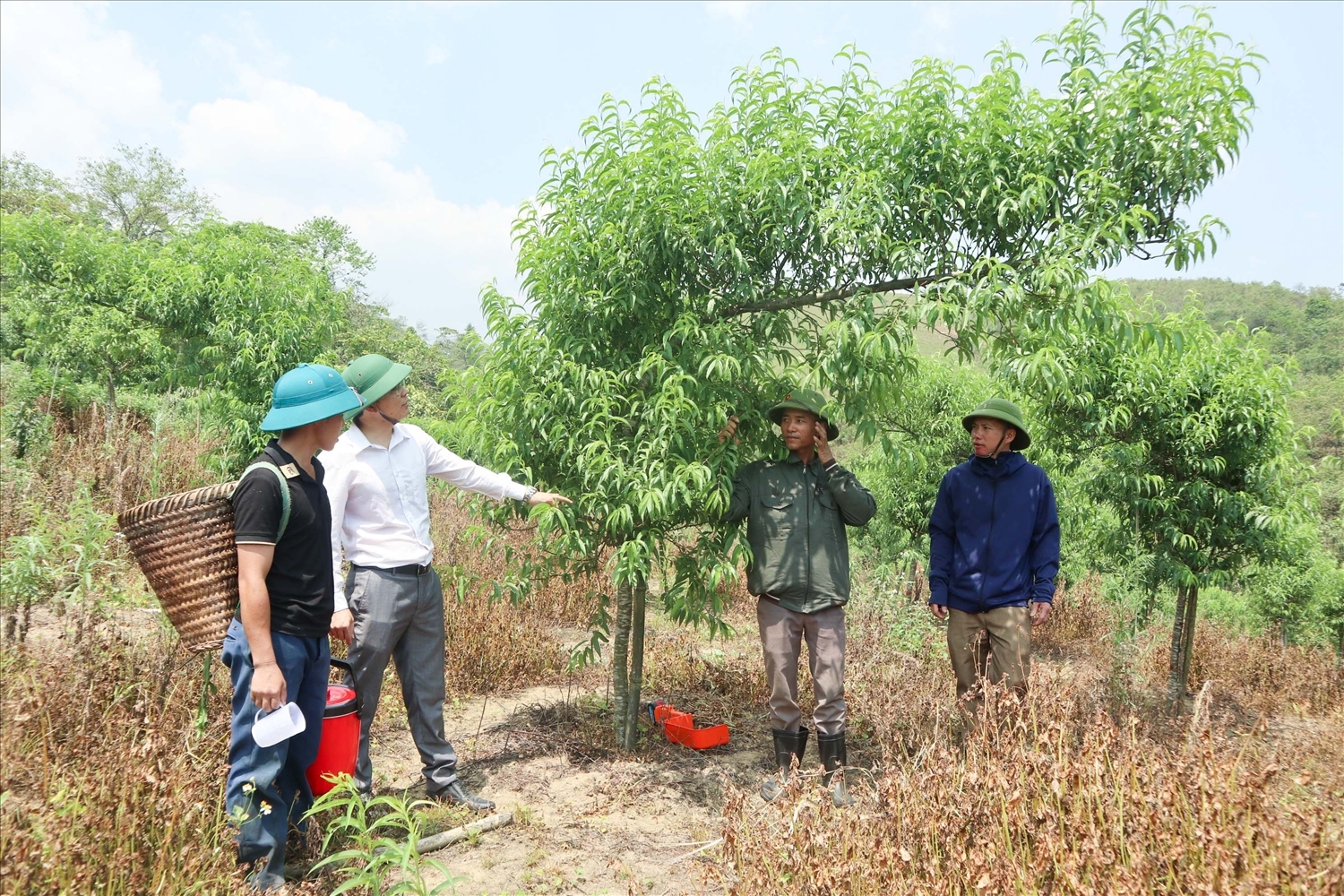 Những nương đào bộn tiền ở Na Ngoi (Kỳ Sơn) Những nương đào bộn tiền ở Na Ngoi (Kỳ Sơn)