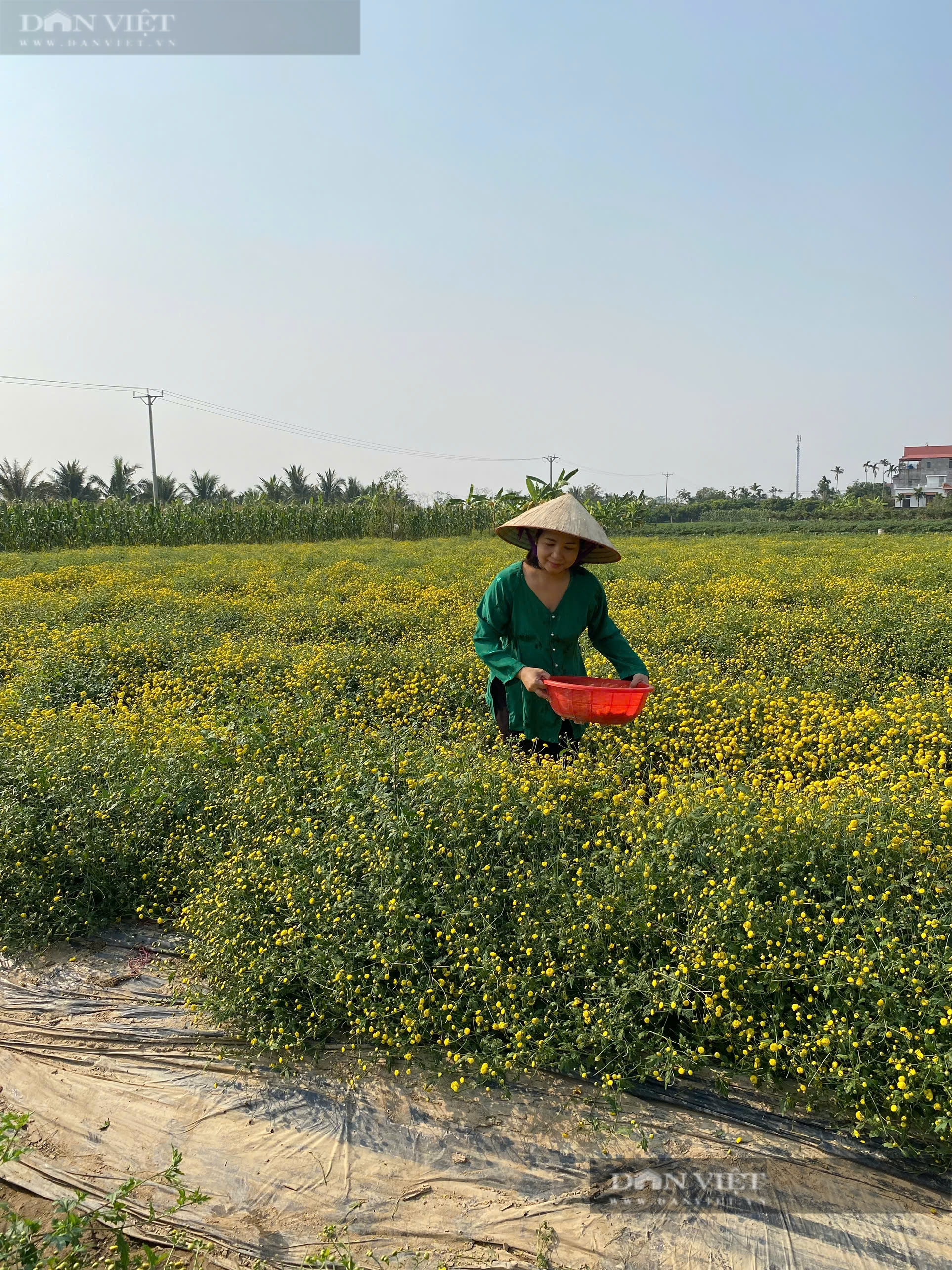 Cánh đồng ở Hải Phòng trồng thứ cây ra hoa cản chả kịp, xưa tiến vua, nay đem tiền cục về nhà nông dân- Ảnh 2. Cánh đồng ở Hải Phòng trồng thứ cây ra hoa cản chả kịp, xưa tiến vua, nay đem tiền cục về nhà nông dân- Ảnh 2.