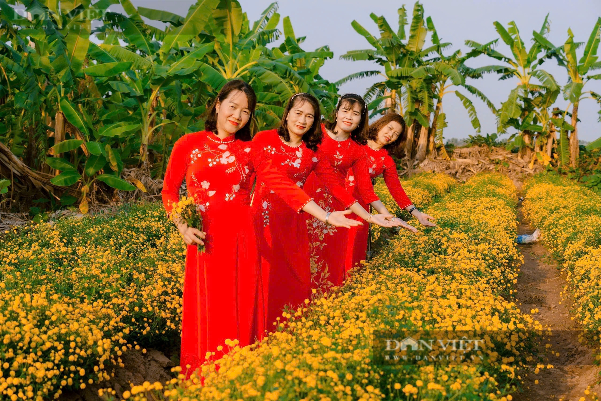 Cánh đồng ở Hải Phòng trồng thứ cây ra hoa cản chả kịp, xưa tiến vua, nay đem tiền cục về nhà nông dân- Ảnh 3. Cánh đồng ở Hải Phòng trồng thứ cây ra hoa cản chả kịp, xưa tiến vua, nay đem tiền cục về nhà nông dân- Ảnh 3.