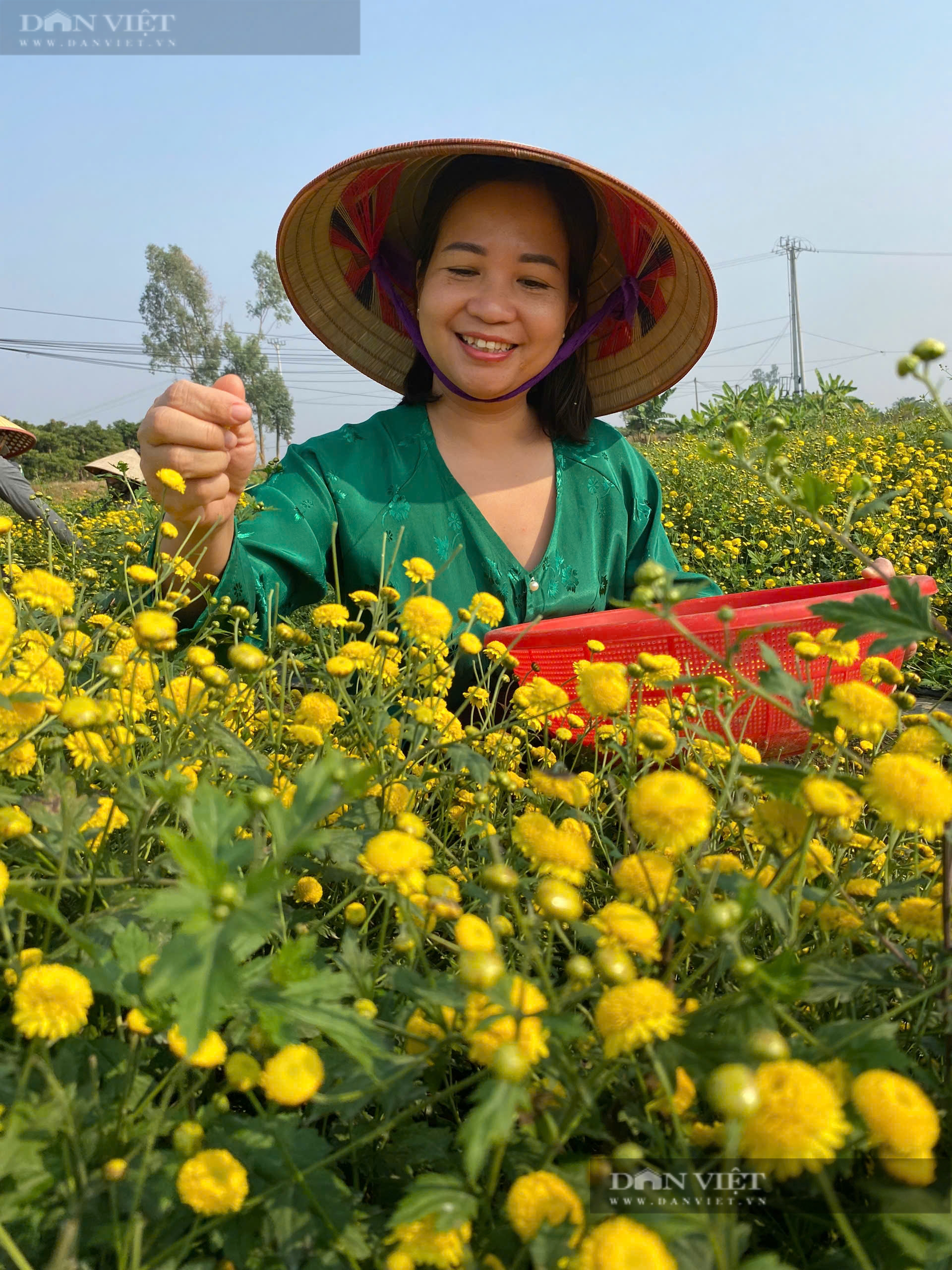 Cánh đồng ở Hải Phòng trồng thứ cây ra hoa cản chả kịp, xưa tiến vua, nay đem tiền cục về nhà nông dân- Ảnh 4. Cánh đồng ở Hải Phòng trồng thứ cây ra hoa cản chả kịp, xưa tiến vua, nay đem tiền cục về nhà nông dân- Ảnh 4.