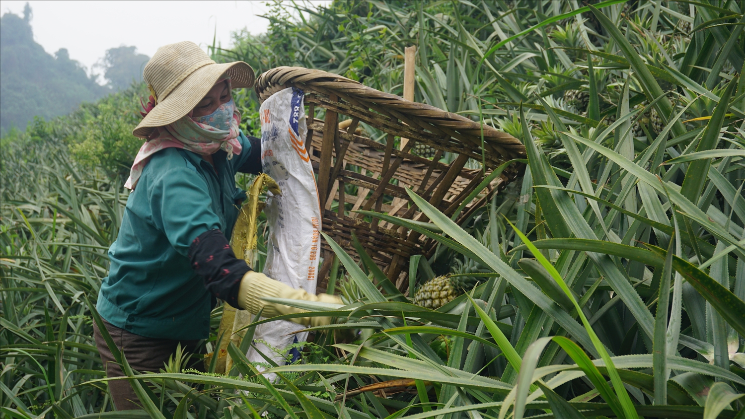 Dứa cũng là một trong những cây trồng mang lại giá trị cao cho bà con nông dân Mường Khương Dứa cũng là một trong những cây trồng mang lại giá trị cao cho bà con nông dân Mường Khương