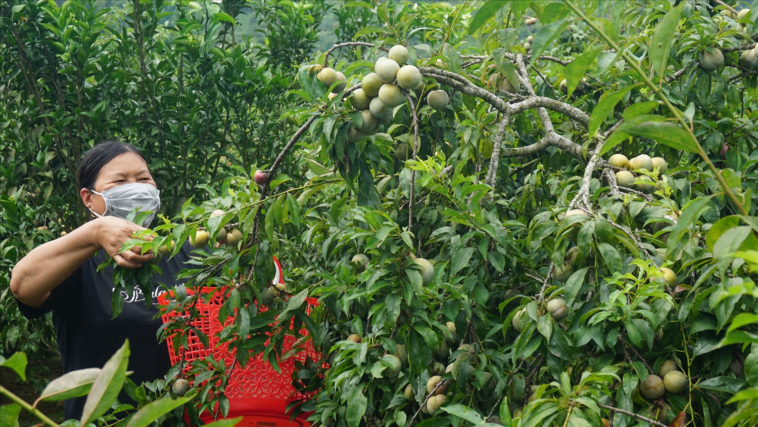 Cây mận Tam hoa giúp đồng bào vùng cao Bắc Hà nâng cao thu nhập Cây mận Tam hoa giúp đồng bào vùng cao Bắc Hà nâng cao thu nhập