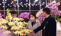 Lan hồ điệp tràn ngập Hà Nội
