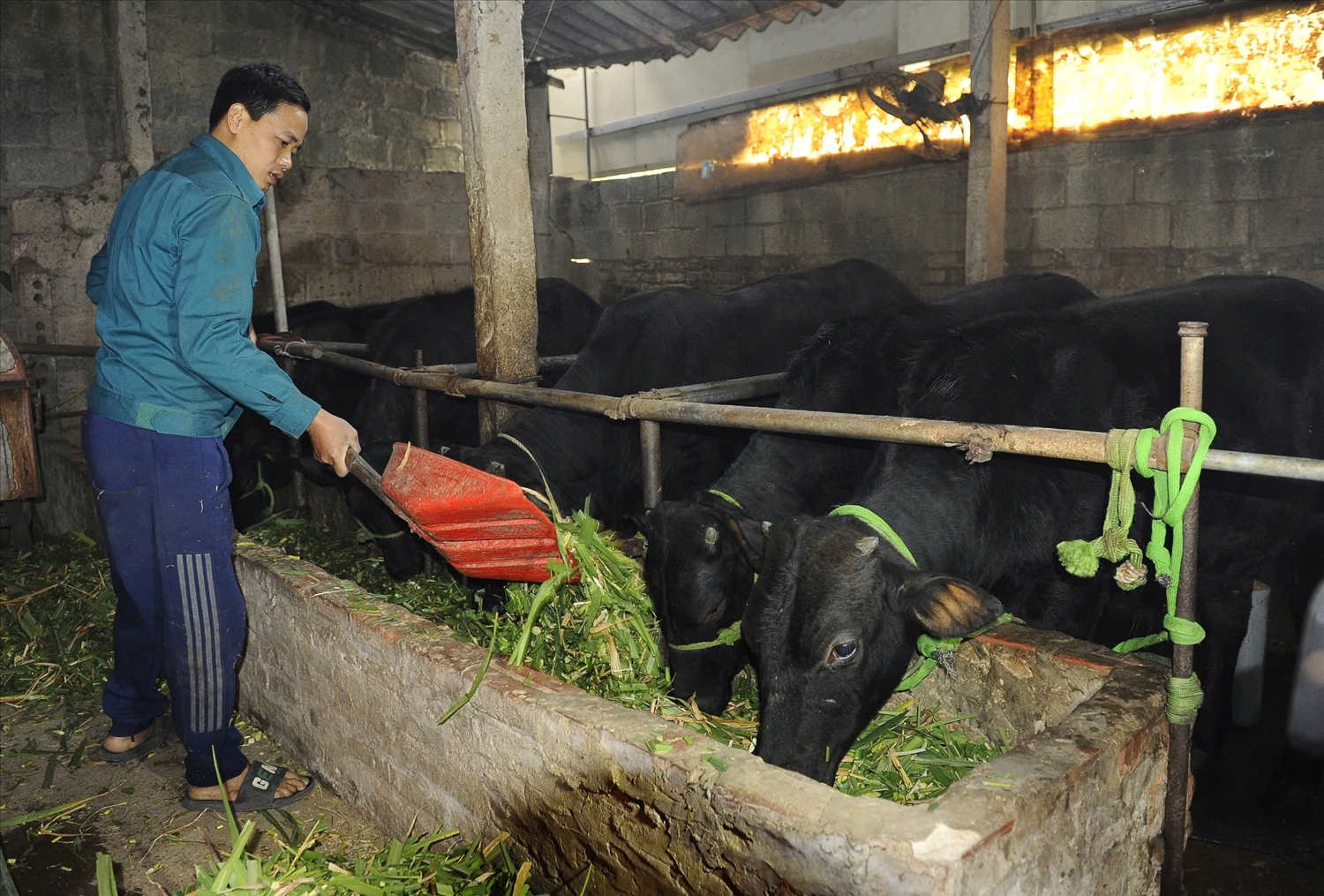 Cựu chiến binh Đỗ Mạnh Điệp, thôn Tân Hưng, xã Hùng Cường, thành phố Hưng Yên được vay vốn NHCSXH nuôi bò Cựu chiến binh Đỗ Mạnh Điệp, thôn Tân Hưng, xã Hùng Cường, thành phố Hưng Yên được vay vốn NHCSXH nuôi bò