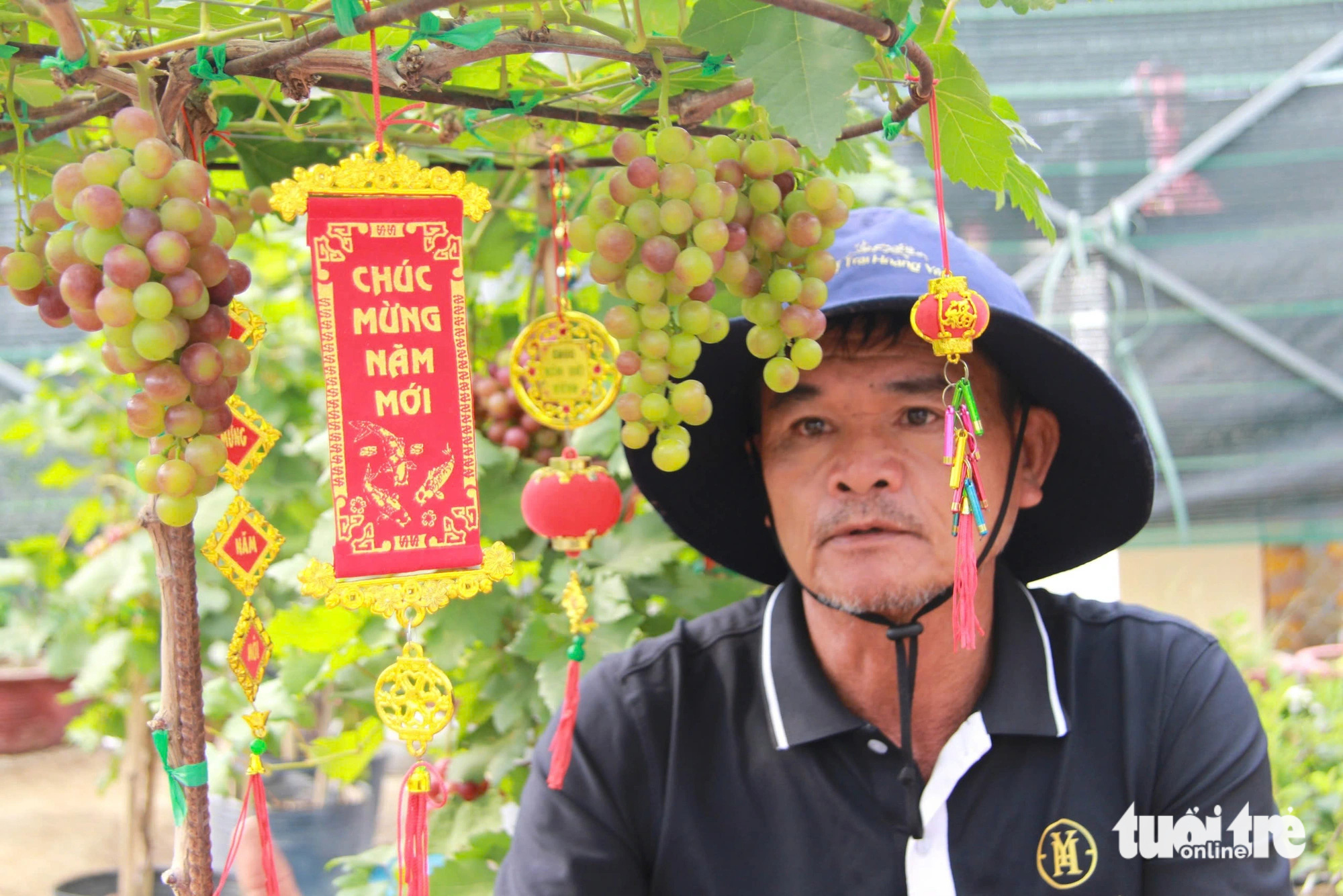 Nho cảnh ‘siêu trái’ ở Ninh Thuận giá cao vẫn cháy hàng dịp Tết - Ảnh 6. Nho cảnh ‘siêu trái’ ở Ninh Thuận giá cao vẫn cháy hàng dịp Tết - Ảnh 2.