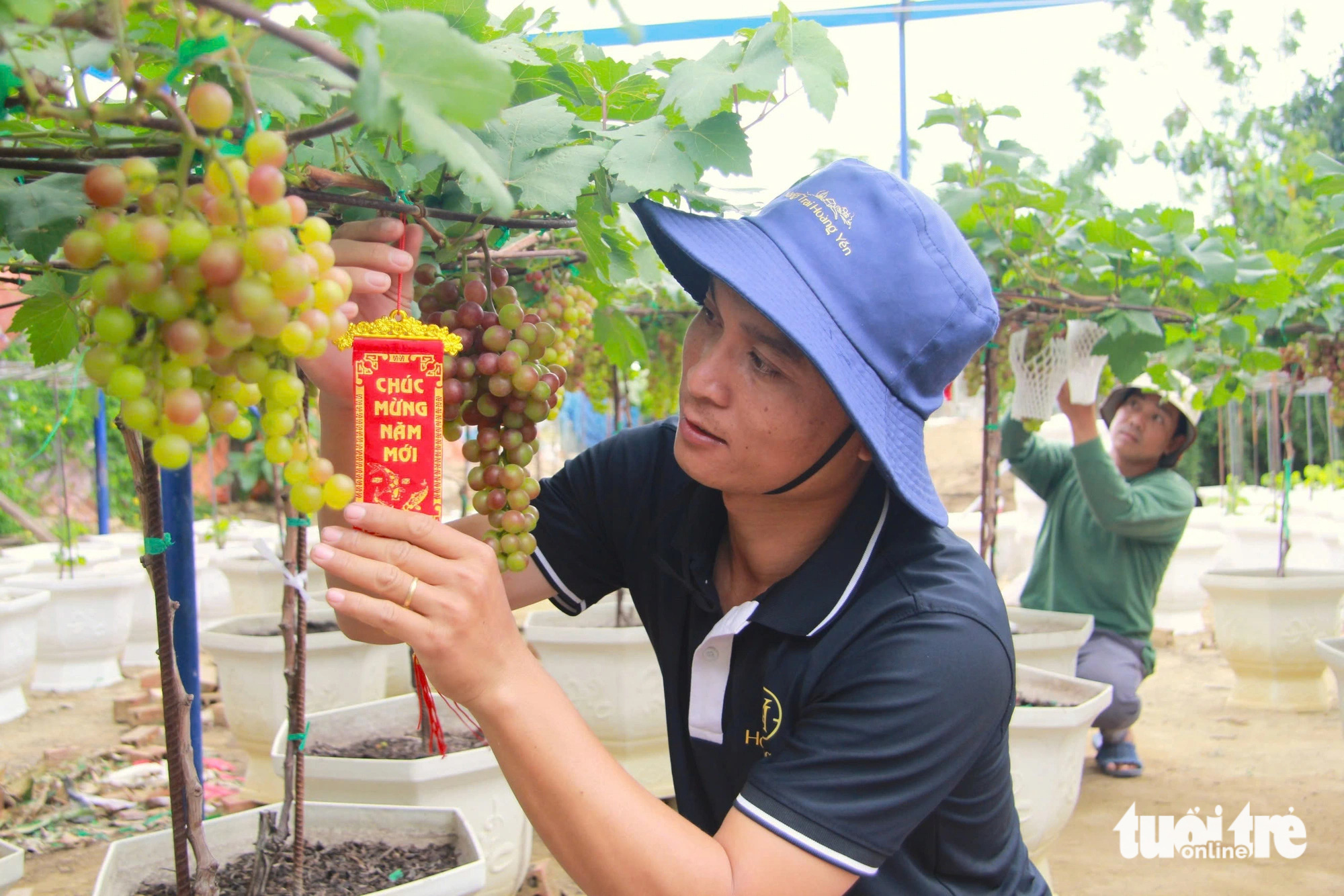 Nho cảnh ‘siêu trái’ ở Ninh Thuận giá cao vẫn cháy hàng dịp Tết - Ảnh 2. Nho cảnh ‘siêu trái’ ở Ninh Thuận giá cao vẫn cháy hàng dịp Tết - Ảnh 4.