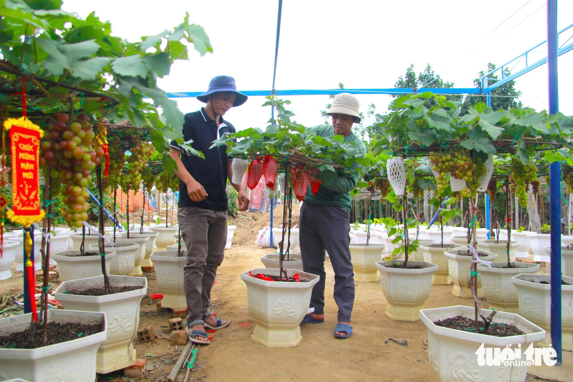 Nho cảnh ‘siêu trái’ ở Ninh Thuận giá cao vẫn cháy hàng dịp Tết - Ảnh 4. Nho cảnh ‘siêu trái’ ở Ninh Thuận giá cao vẫn cháy hàng dịp Tết - Ảnh 4.