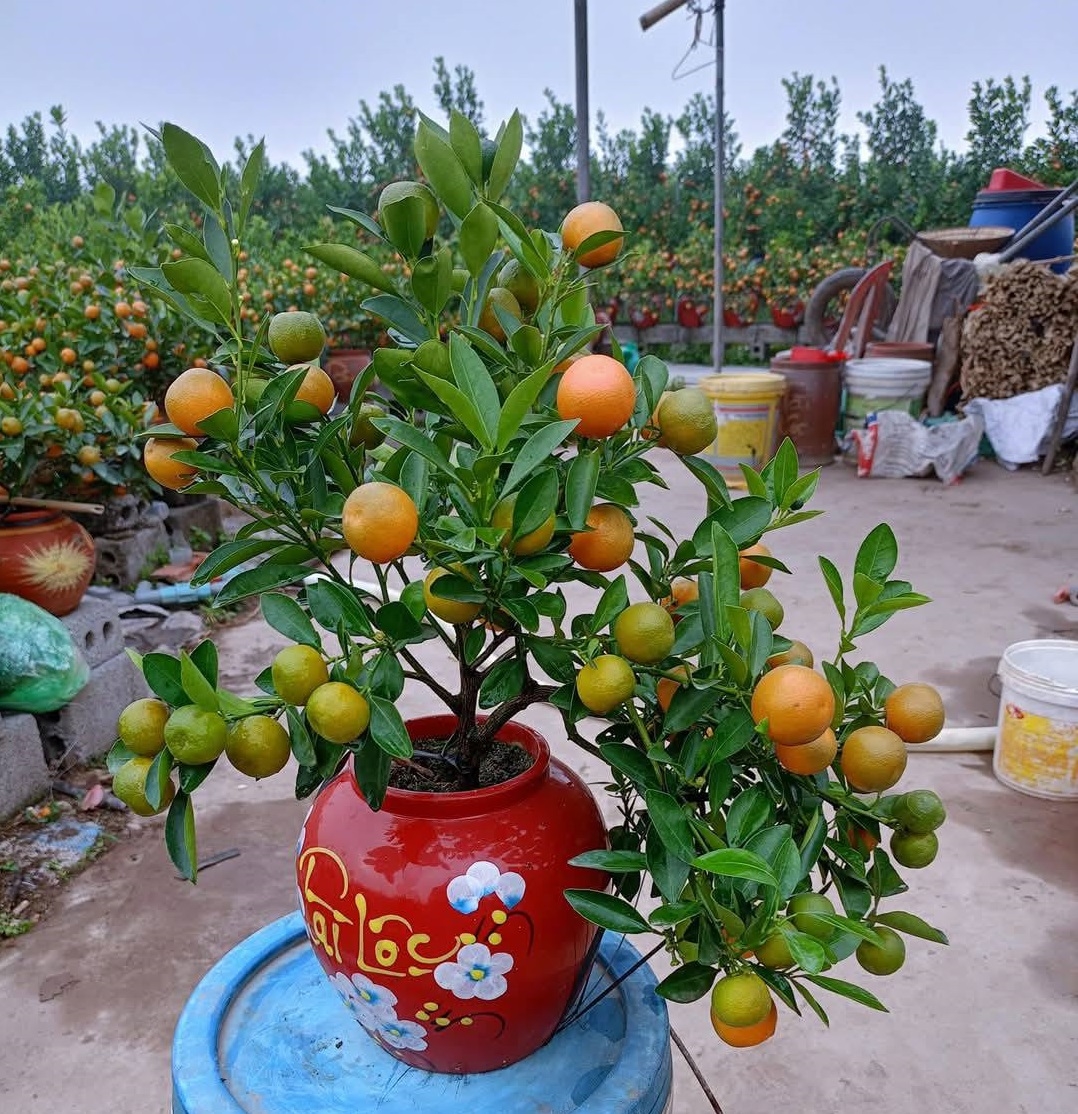 Những chậu quất mini tạo thêm sự đa dạng cho thị trường cây cảnh dịp Tết. Những chậu quất mini tạo thêm sự đa dạng cho thị trường cây cảnh dịp Tết.
