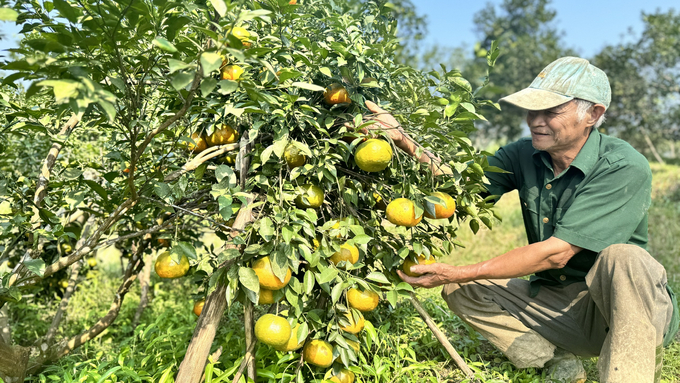 h5-4-112443_829.jpg Đầu mùa, giá cam bù bán tại vườn từ 40.000 - 60.000 đồng/kg, cao gấp đôi hơn năm trước và dự báo sẽ còn tăng cao khi vào áp Tết. Ảnh: Ánh Nguyệt.
