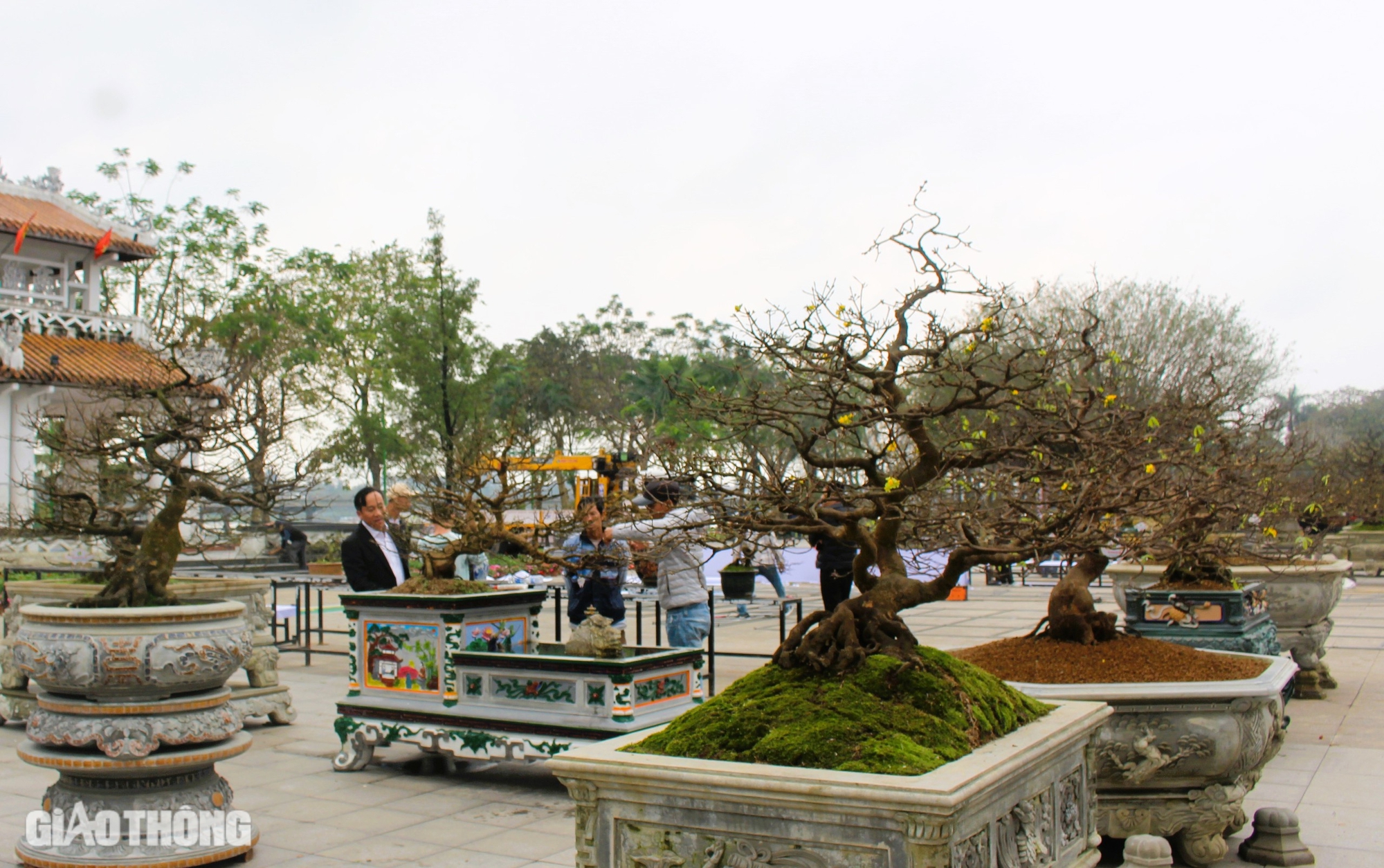 Hàng trăm cội hoàng mai khoe dáng bên bờ sông Hương trước thềm xuân mới- Ảnh 5. Hàng trăm cội hoàng mai khoe dáng bên bờ sông Hương trước thềm xuân mới- Ảnh 5.
