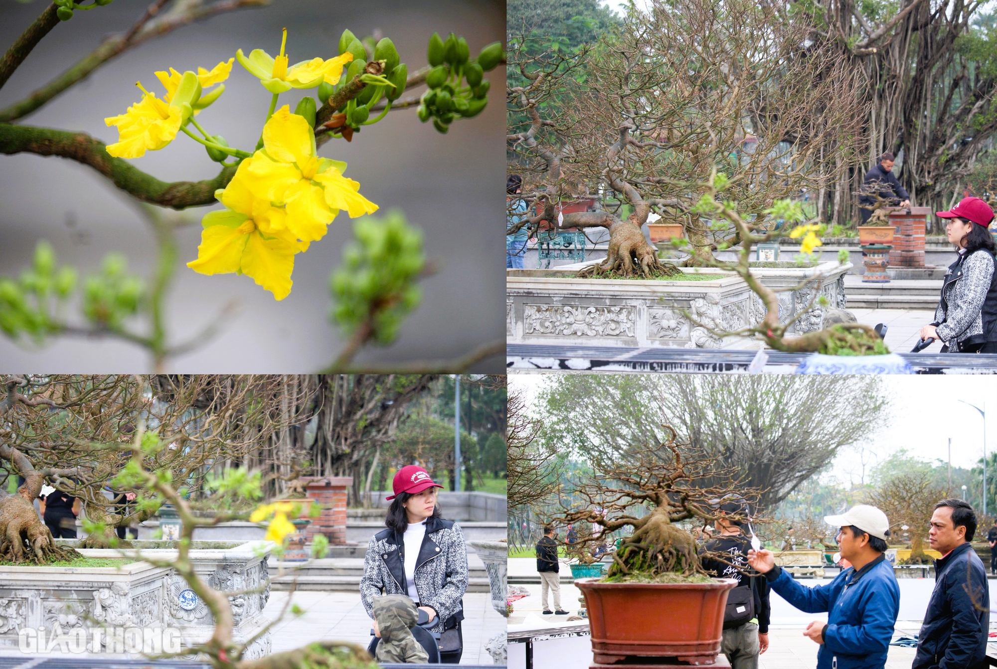 Hàng trăm cội hoàng mai khoe dáng bên bờ sông Hương trước thềm xuân mới- Ảnh 10. Hàng trăm cội hoàng mai khoe dáng bên bờ sông Hương trước thềm xuân mới- Ảnh 10.
