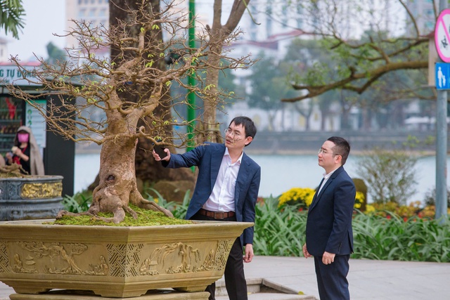 Hàng trăm gốc mai đẹp khoe dáng tại "Ngày hội Hoàng mai Huế 2025" - Ảnh 2. Hàng trăm gốc mai đẹp khoe dáng tại "Ngày hội Hoàng mai Huế 2025" - Ảnh 2.