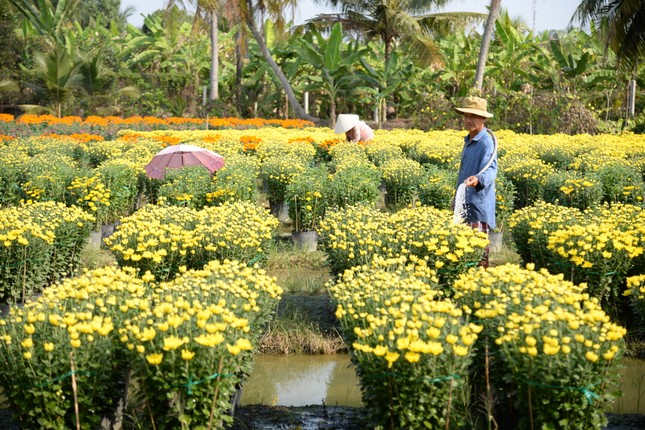 Làng hoa lớn nhất Tiền Giang rộn ràng vụ Tết ảnh 3