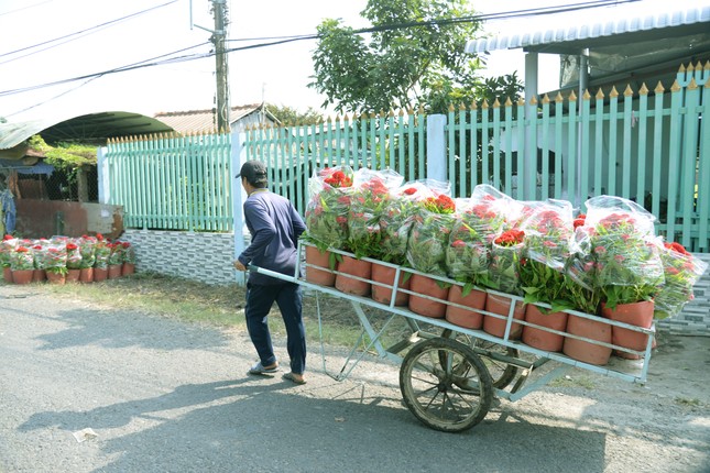 Làng hoa lớn nhất Tiền Giang rộn ràng vụ Tết ảnh 6