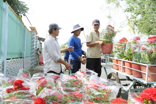 Làng hoa lớn nhất Tiền Giang rộn ràng vụ Tết ảnh 7