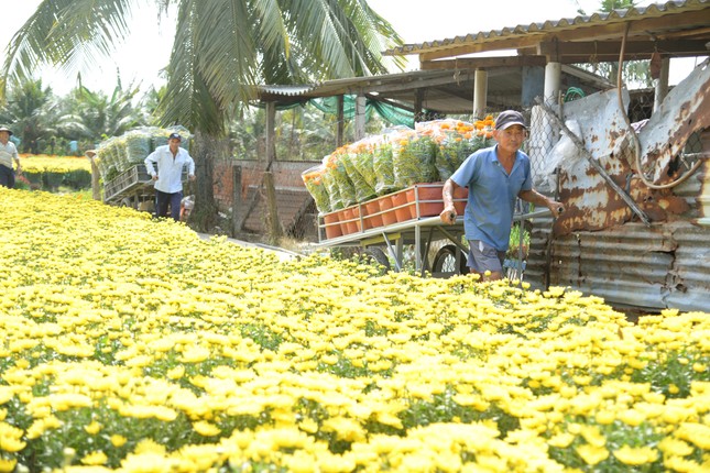 Làng hoa lớn nhất Tiền Giang rộn ràng vụ Tết ảnh 10