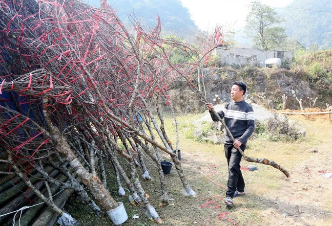 Anh Mùa A Thu, dân tộc Mông, bản Co Chàm, xã Lóng Luông, huyện Vân Hồ chuẩn bị các cành đào để cung cấp cho thương lái. Ảnh: TL Anh Mùa A Thu, dân tộc Mông, bản Co Chàm, xã Lóng Luông, huyện Vân Hồ chuẩn bị các cành đào để cung cấp cho thương lái. Ảnh: TL