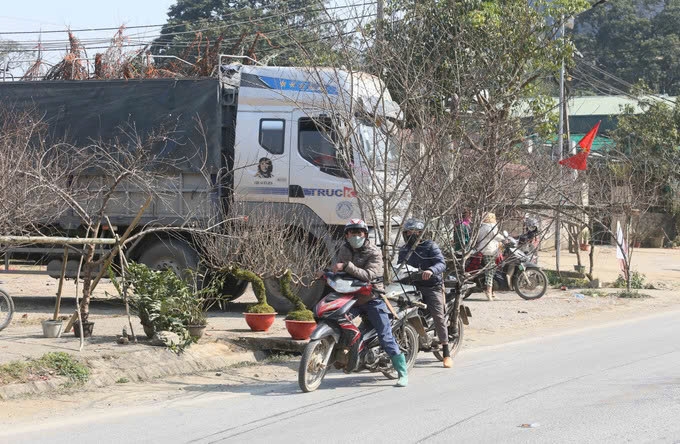 Tết Nguyên đán Ất Tỵ đang đến gần, những ngày này nhiều tuyến đường tại huyện Vân Hồ, tỉnh Sơn La luôn tấp nập người dân chở cành đào để cung cấp cho thương lái. Ảnh: TL Tết Nguyên đán Ất Tỵ đang đến gần, những ngày này nhiều tuyến đường tại huyện Vân Hồ, tỉnh Sơn La luôn tấp nập người dân chở cành đào để cung cấp cho thương lái. Ảnh: TL