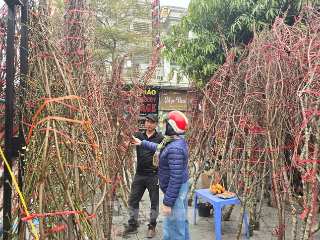Hà Nội: Giá đào Tết tăng gấp đôi, nhiều người tạm gác thú chơi hoa ảnh 2