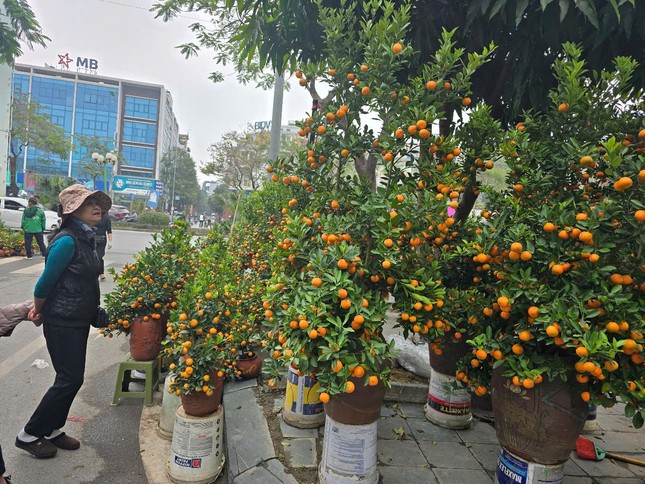 Hà Nội: Giá đào Tết tăng gấp đôi, nhiều người tạm gác thú chơi hoa ảnh 8