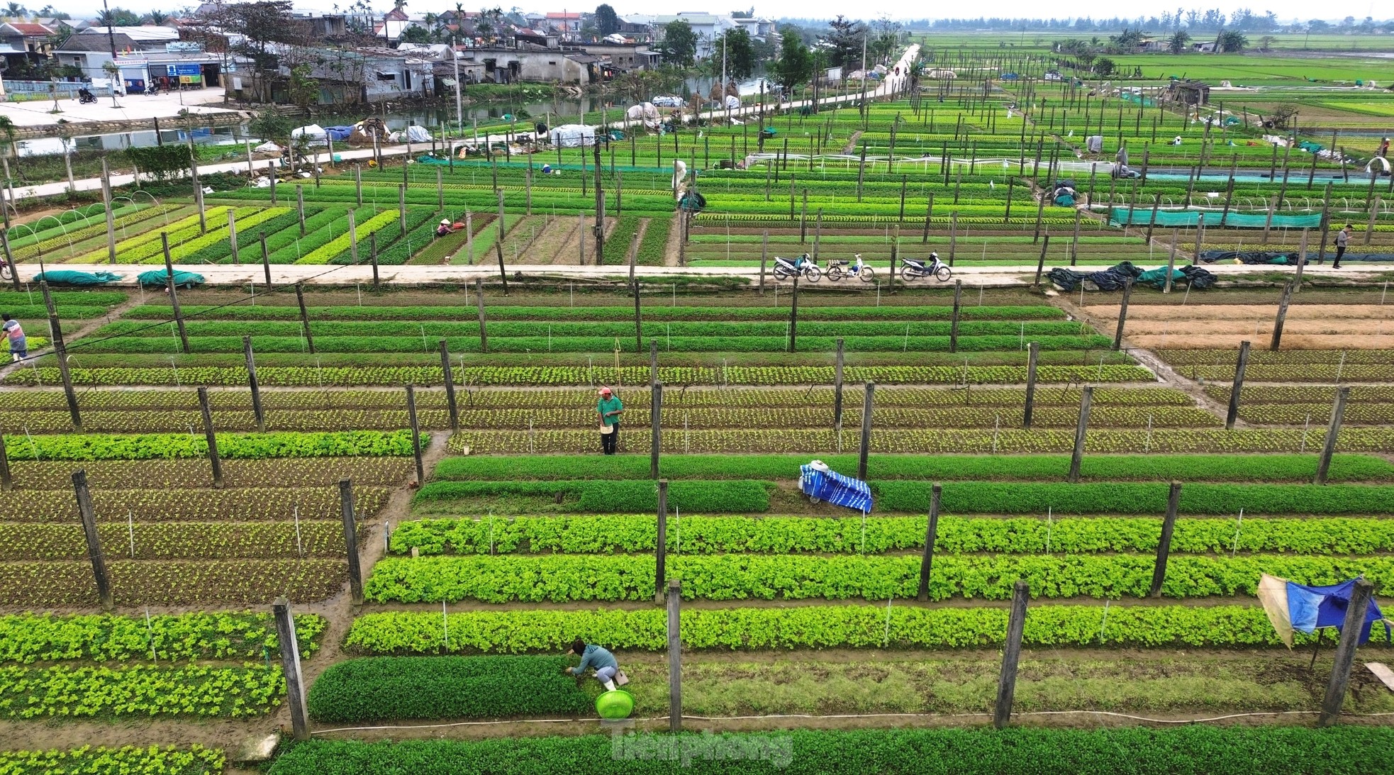 Bay trên những cánh đồng rau xanh mướt ảnh 1