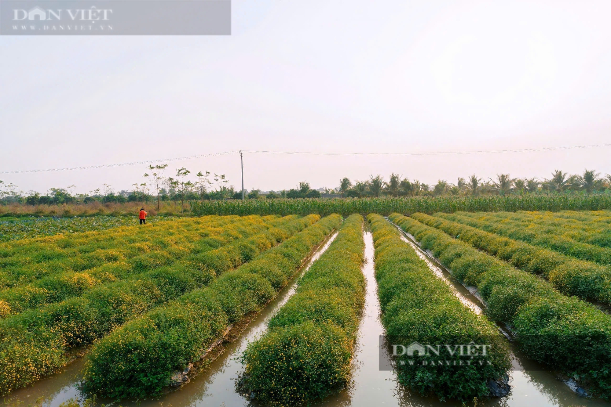 Cánh đồng ở Hải Phòng trồng thứ cây ra hoa cản chả kịp, xưa tiến vua, nay đem tiền cục về nhà nông dân- Ảnh 1. Cánh đồng ở Hải Phòng trồng thứ cây ra hoa cản chả kịp, xưa tiến vua, nay đem tiền cục về nhà nông dân- Ảnh 1.