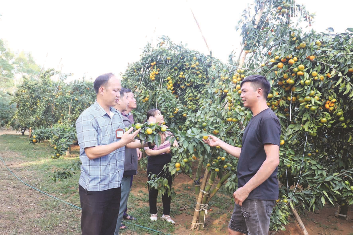 Cán bộ xã Bằng Mạc tham quan mô hình trồng cam đường canh của gia đình anh Nguyễn Văn An, thôn Đông Quan, xã Bằng Mạc, huyện Chi Lăng. Cán bộ xã Bằng Mạc tham quan mô hình trồng cam đường canh của gia đình anh Nguyễn Văn An, thôn Đông Quan, xã Bằng Mạc, huyện Chi Lăng.