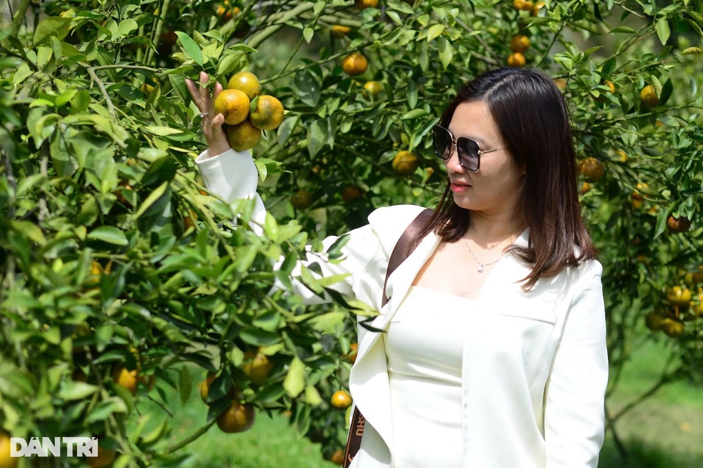 Độc chiêu kiếm hàng trăm triệu đồng dịp cận Tết của chủ vườn trái cây - 3 Độc chiêu kiếm hàng trăm triệu đồng dịp cận Tết của chủ vườn trái cây - 3