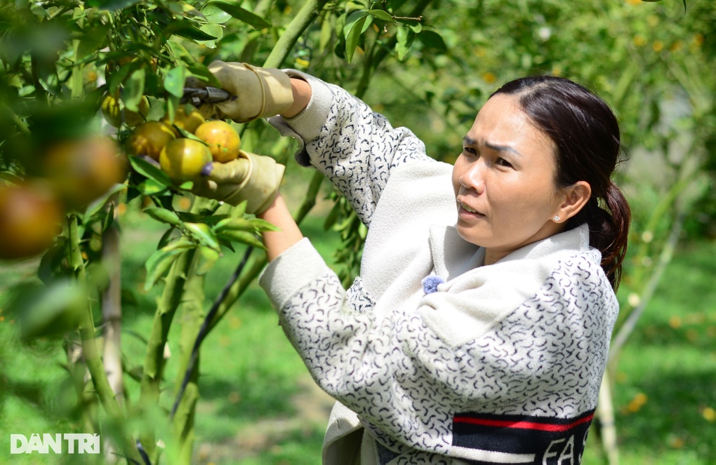 Độc chiêu kiếm hàng trăm triệu đồng dịp cận Tết của chủ vườn trái cây - 1 Độc chiêu kiếm hàng trăm triệu đồng dịp cận Tết của chủ vườn trái cây - 1