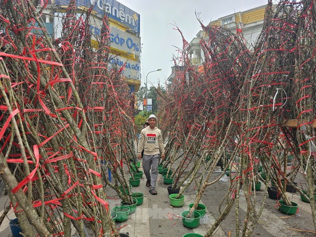 Hà Nội: Giá đào Tết tăng gấp đôi, nhiều người tạm gác thú chơi hoa ảnh 1