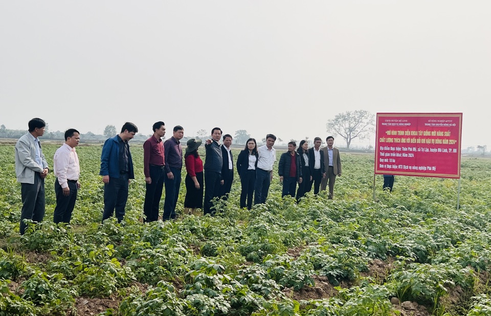 Giám đốc Sở NN&PTNT Hà Nội Nguyễn Xuân Đại khảo sát, đánh giá mô hình trồng khoai tây vụ Đông 2024 tại xã Tự Lập, huyện Mê Linh. Ảnh: Ánh Ngọc