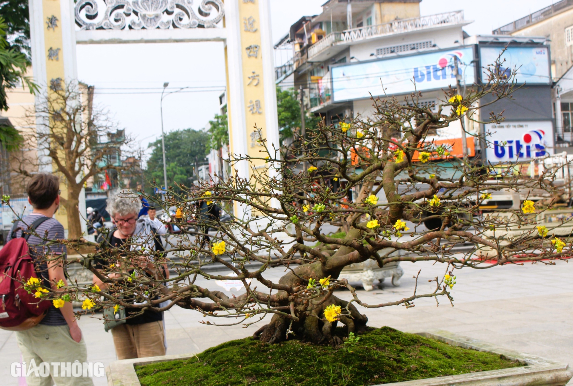 Hàng trăm cội hoàng mai khoe dáng bên bờ sông Hương trước thềm xuân mới- Ảnh 1. Hàng trăm cội hoàng mai khoe dáng bên bờ sông Hương trước thềm xuân mới- Ảnh 1.