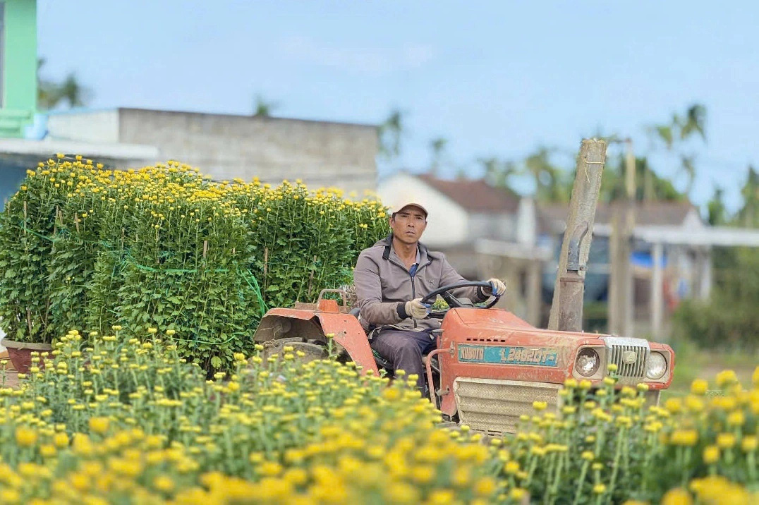 Hoa cúc Tết rực vàng dọc các ngôi làng ở đôi bờ sông Vệ - Ảnh 1.