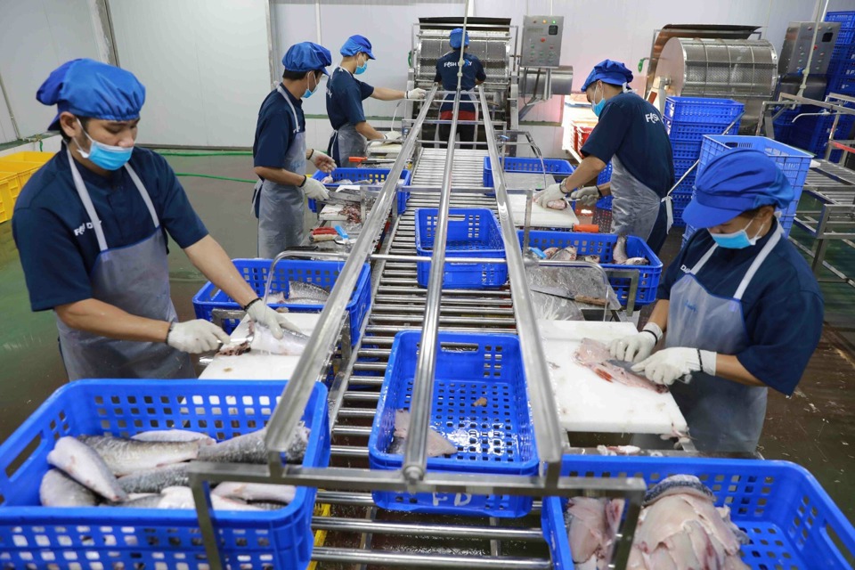 Dây chuyền sơ chế cá thương phẩm tại Hợp tác xã Thủy sản công nghệ cao Đại Áng (huyện Thanh Trì). Ảnh: Trọng Tùng