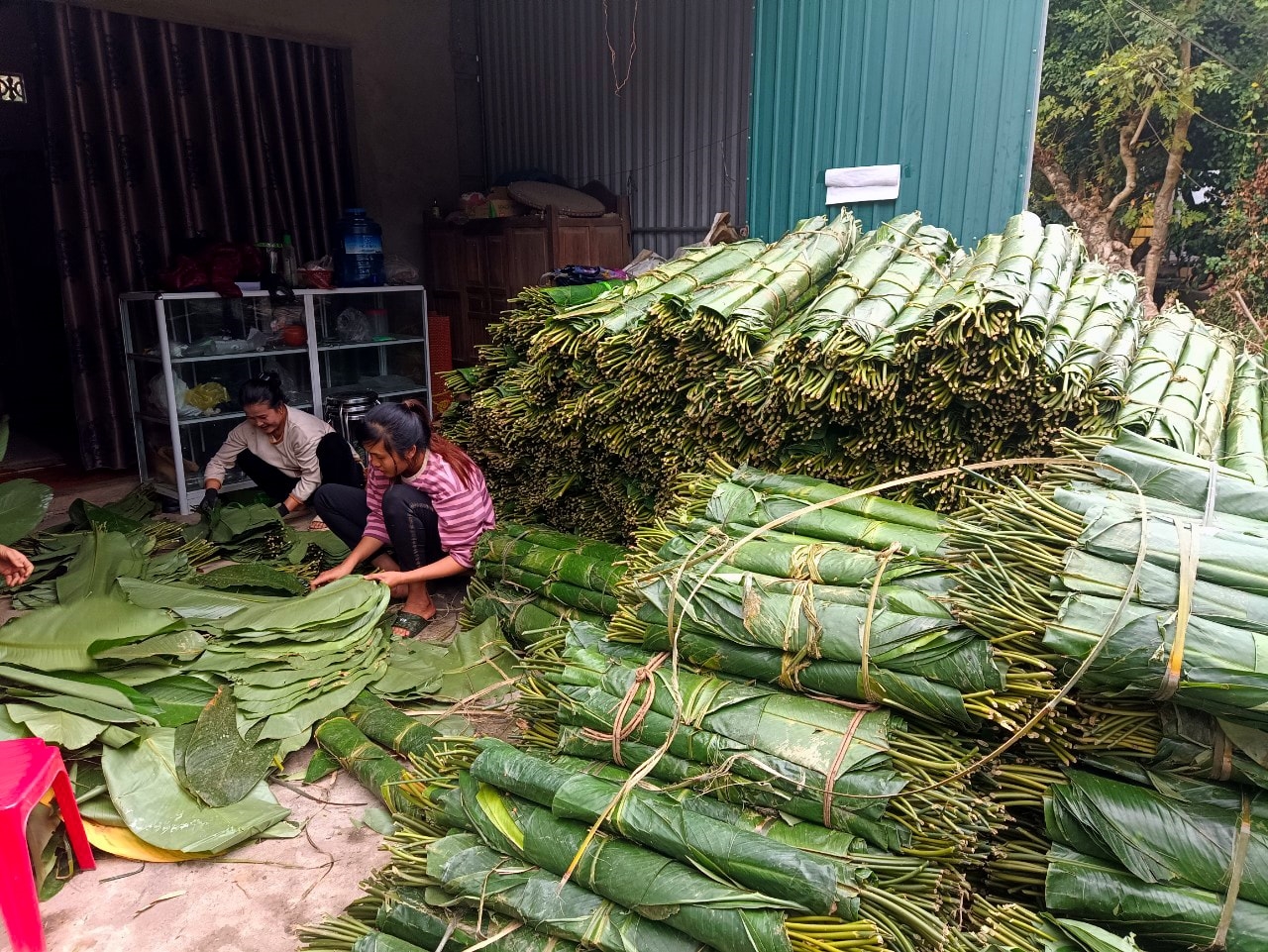 Một cơ sở thu mua lá dong chuẩn bị cung ứng về xuôi Một cơ sở thu mua lá dong chuẩn bị cung ứng về xuôi