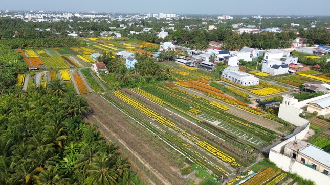 Làng hoa lớn nhất Tiền Giang rộn ràng vụ Tết ảnh 1
