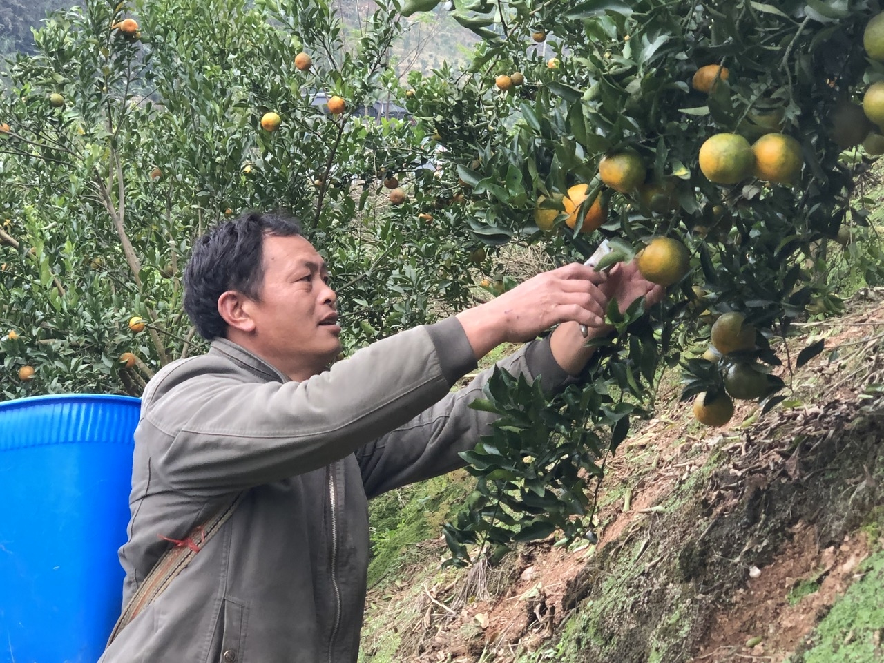 Năm 2024, trừ chi phí cây quýt cho gia đình anh Phủ thu nhập khoảng 400 triệu đồng Năm 2024, trừ chi phí cây quýt cho gia đình anh Phủ thu nhập khoảng 400 triệu đồng