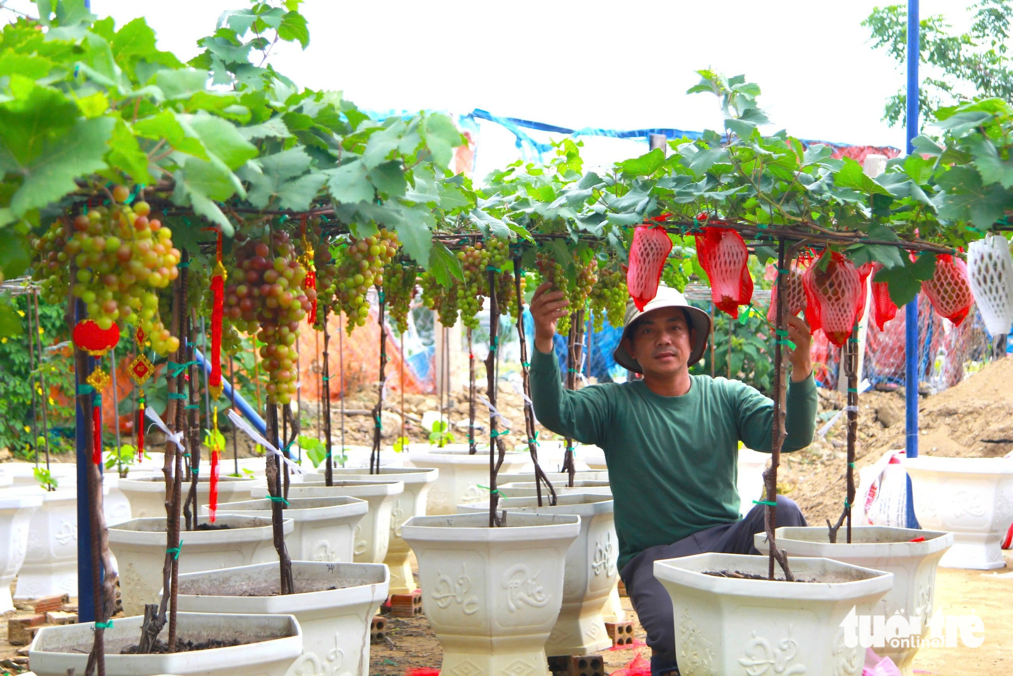 Nho cảnh ‘siêu trái’ ở Ninh Thuận giá cao vẫn cháy hàng dịp Tết - Ảnh 1. Nho cảnh ‘siêu trái’ ở Ninh Thuận giá cao vẫn cháy hàng dịp Tết - Ảnh 1.