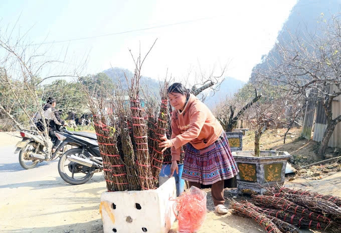 Những cành hoa đào, mơ, mận được đồng bào dân tộc Mông trên địa bàn xã Lóng Luông cắt tỉa, buộc thành từng bó nhỏ để cung cấp cho thương lái. Ảnh: TL Những cành hoa đào, mơ, mận được đồng bào dân tộc Mông trên địa bàn xã Lóng Luông cắt tỉa, buộc thành từng bó nhỏ để cung cấp cho thương lái. Ảnh: TL