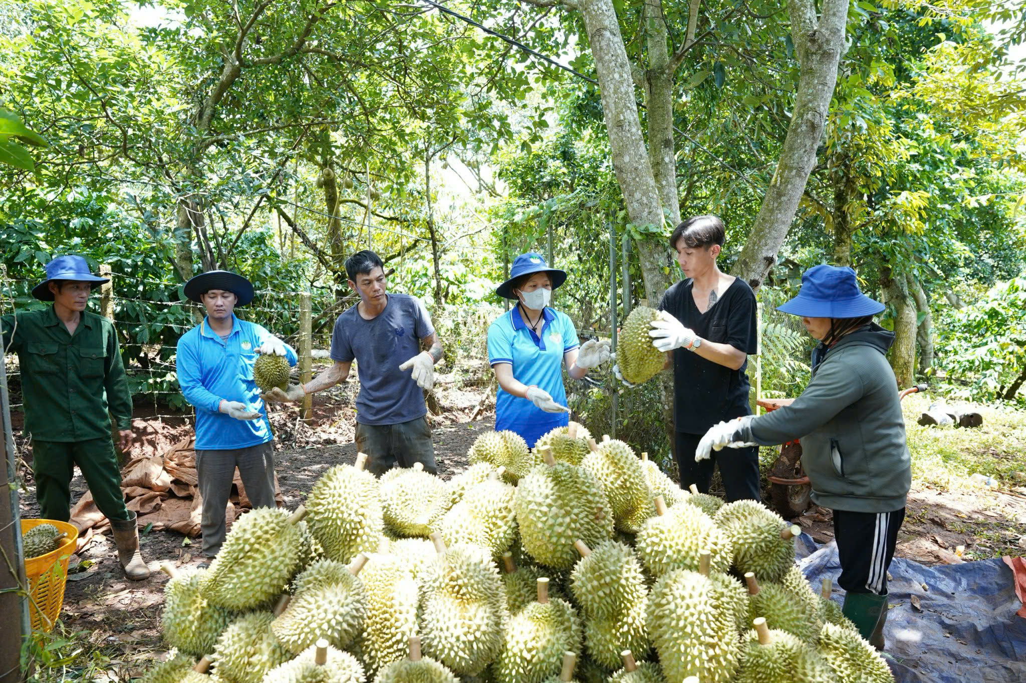 Thông tin mới nhất quy định của các thị trường nhập khẩu nông lâm thủy sản của Việt Nam, Mỹ, EU lưu ý gì? - Ảnh 1.