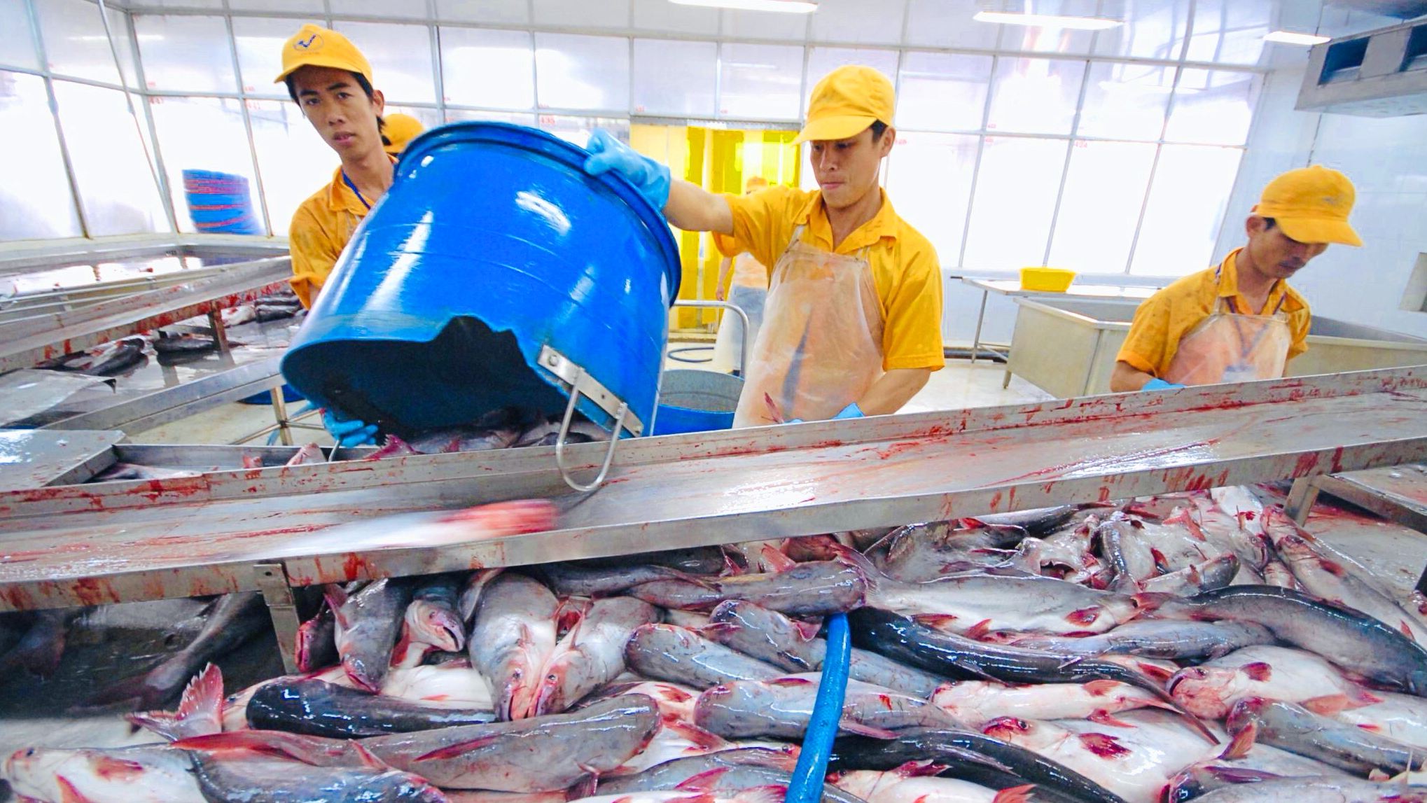 tat/Doanh nghiệp thủy sản chủ động ứng biến khi xuất khẩu vào Mỹ - Ảnh 1.