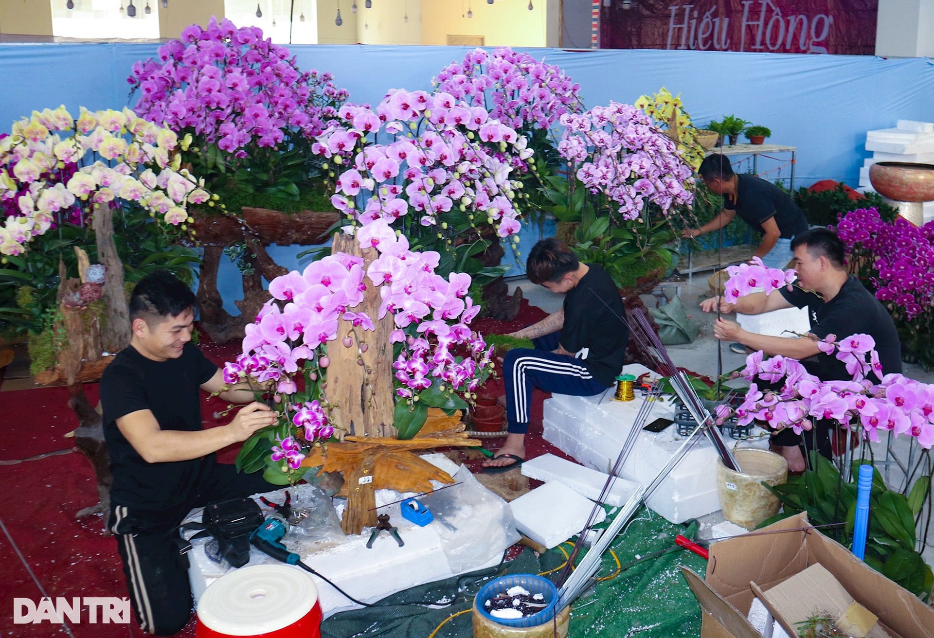Kiếm cả trăm triệu đồng dịp cận Tết, thợ kết hoa lan ngủ ngày cày đêm - 11 Kiếm cả trăm triệu đồng dịp cận Tết, thợ kết hoa lan ngủ ngày cày đêm - 11