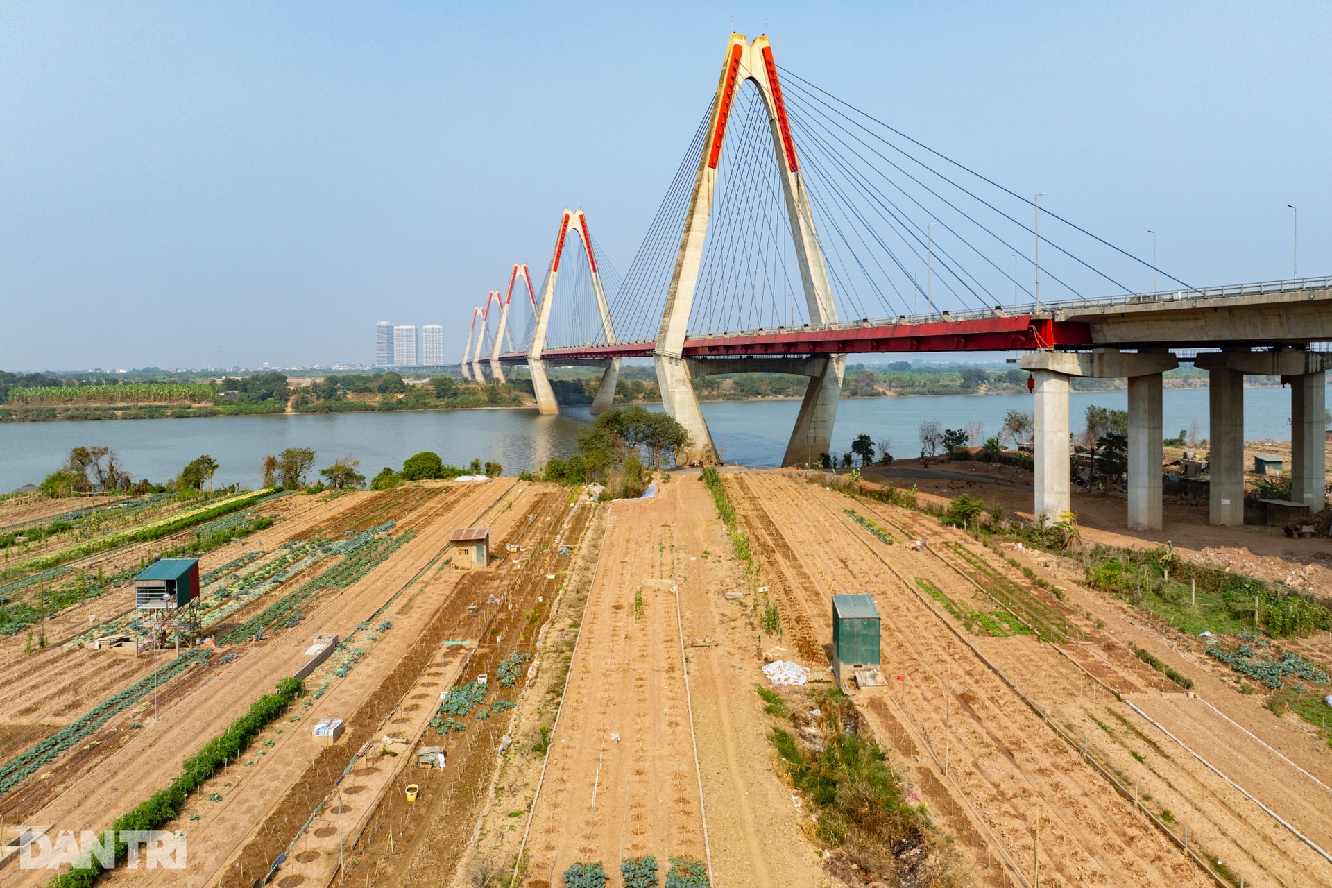 Hình ảnh khác lạ tại làng trồng đào Tết lâu năm ở Hà Nội - 2 Hình ảnh khác lạ tại làng trồng đào Tết lâu năm ở Hà Nội - 2