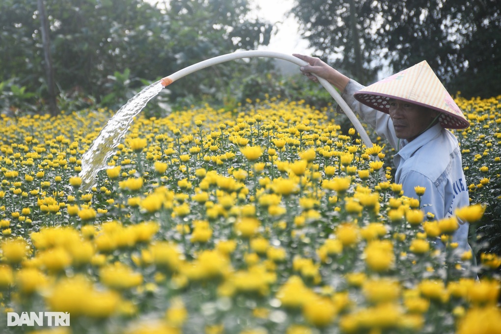 Nửa triệu chậu hoa cúc nở rộ mang đến niềm vui cho người nông dân - 1 Nửa triệu chậu hoa cúc nở rộ mang đến niềm vui cho người nông dân - 1