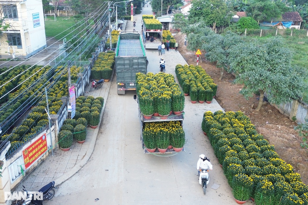 Nửa triệu chậu hoa cúc nở rộ mang đến niềm vui cho người nông dân - 3 Nửa triệu chậu hoa cúc nở rộ mang đến niềm vui cho người nông dân - 3
