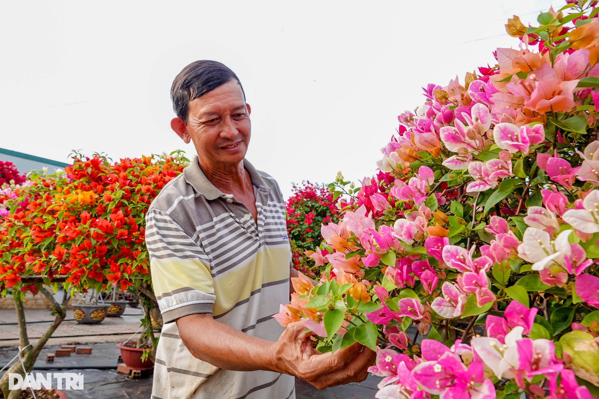 Ngắm hai cây dù khổng lồ làm từ hoa giấy của lão nông miền Tây - 3 Ngắm hai cây dù khổng lồ làm từ hoa giấy của lão nông miền Tây - 3